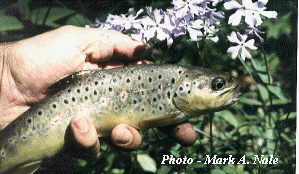 trout